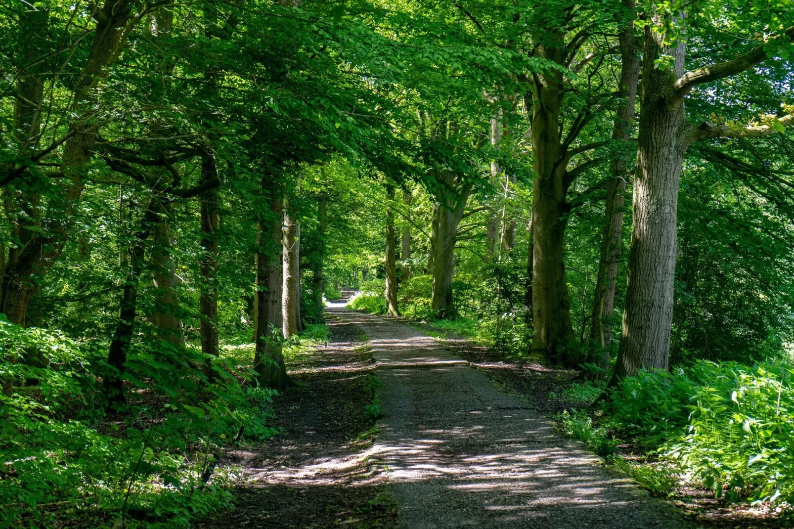 Resort Het Amsterdamse Bos 5-Gebieden zomer 5km