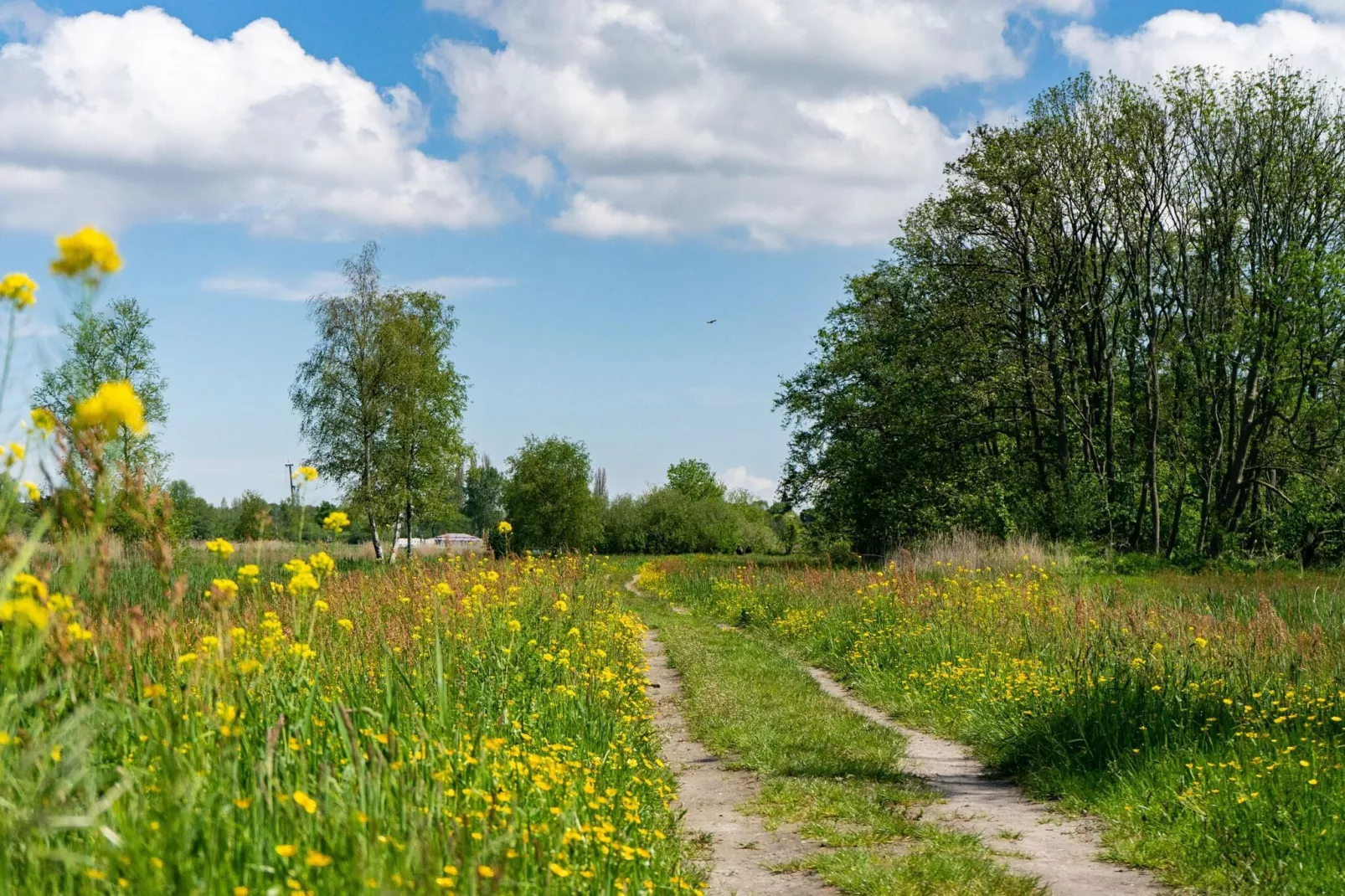 Resort Het Amsterdamse Bos 5-Gebieden zomer 5km