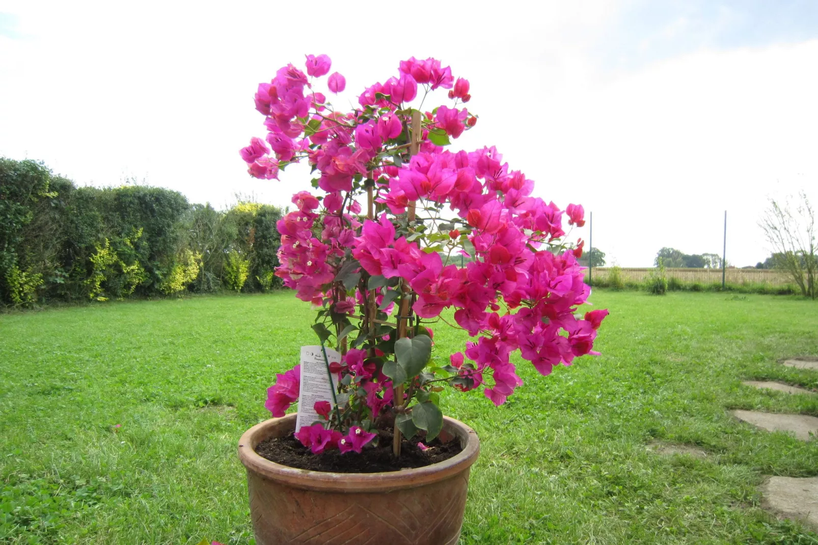 Het Boerderijtje-Tuinen zomer