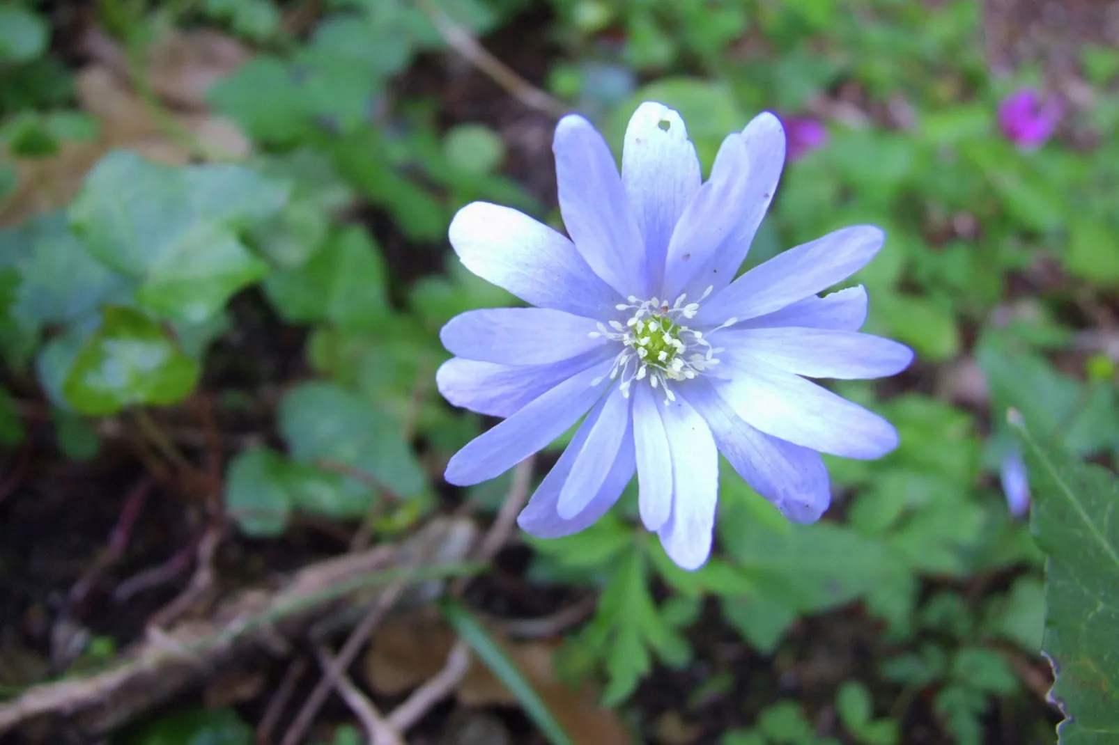 Agrifogli Peonia-Sfeer