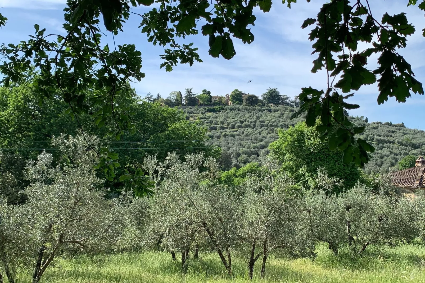 Ginestra-Gebieden zomer 1km