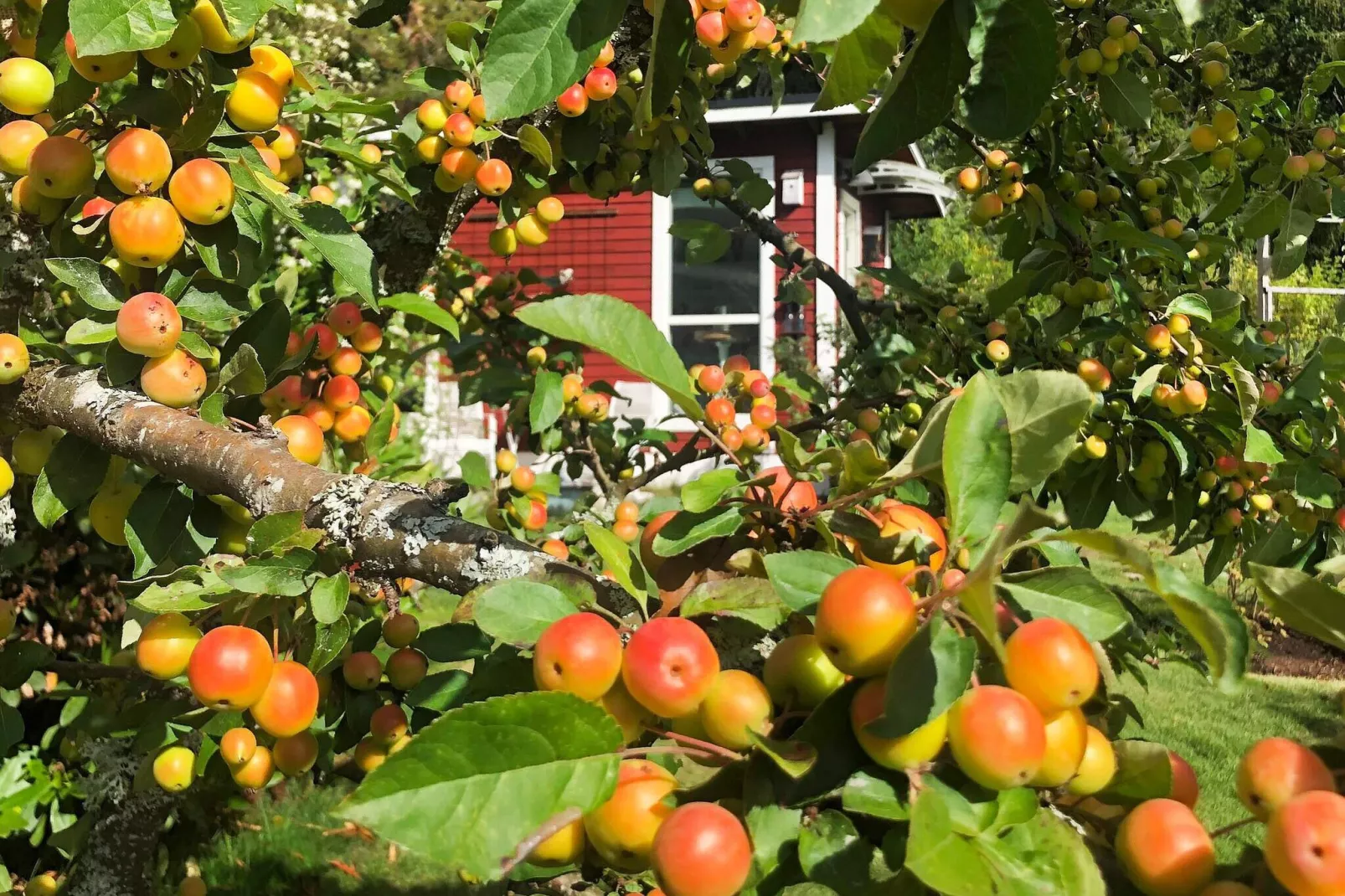 7 persoons vakantie huis in NÄSSJÖ-Buitenlucht