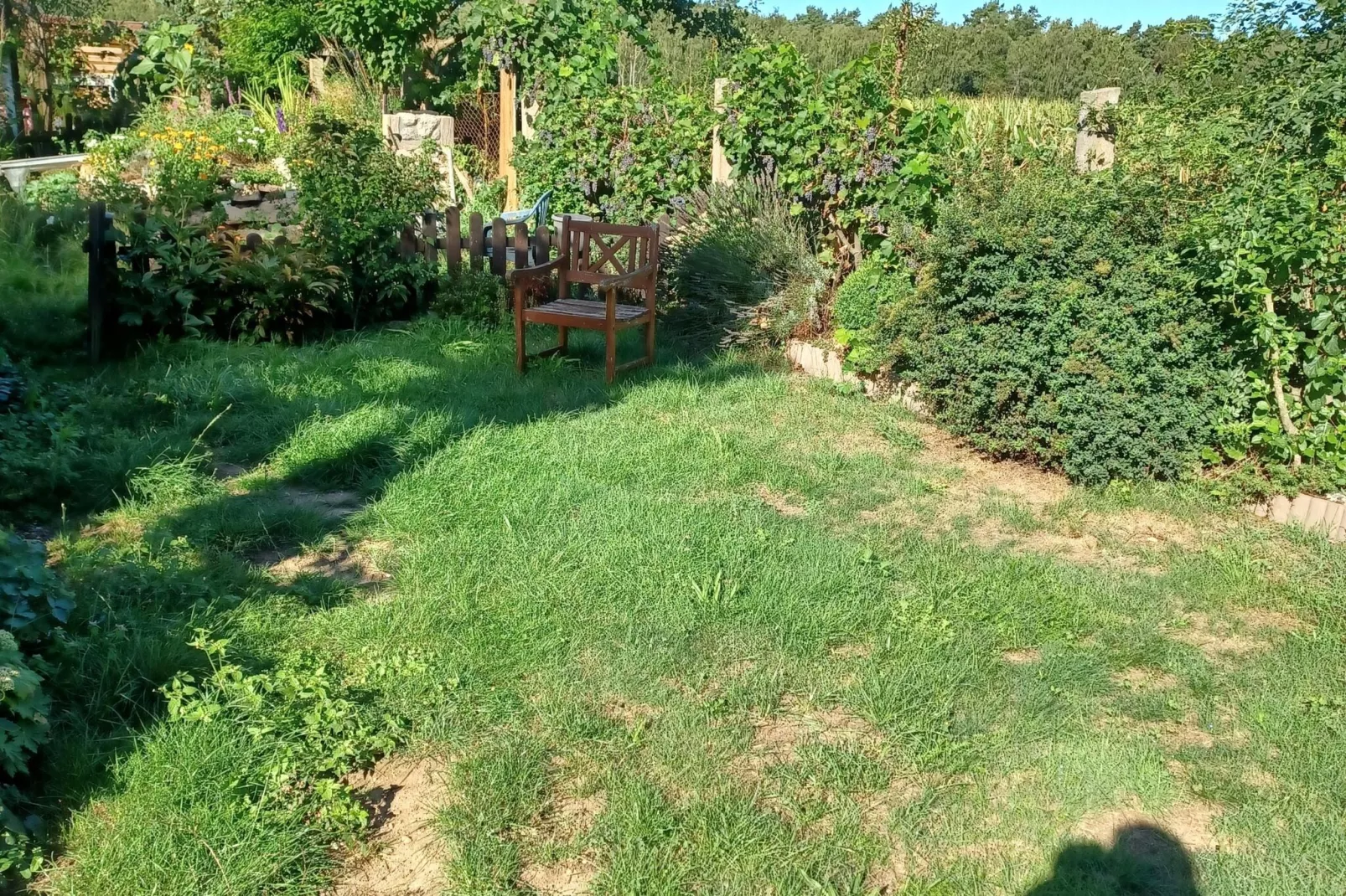 Ferienhaus am See - hundefreundlich-Tuinen zomer