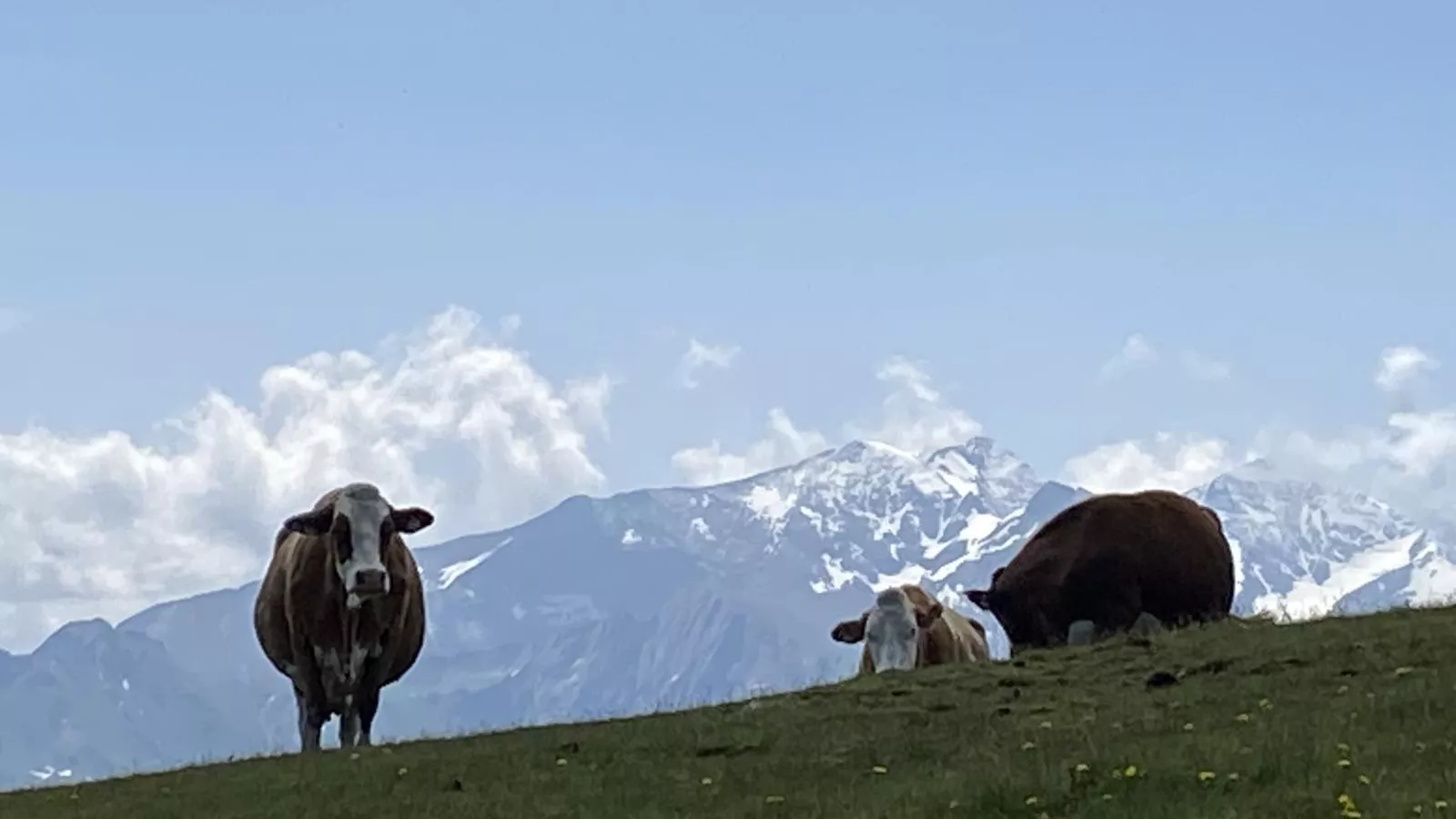 Green Garden Lodge A2 Walchen-Kaprun-Gebieden zomer 5km