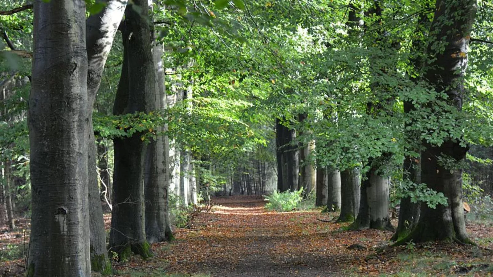 De Ceder-Gebieden zomer 5km