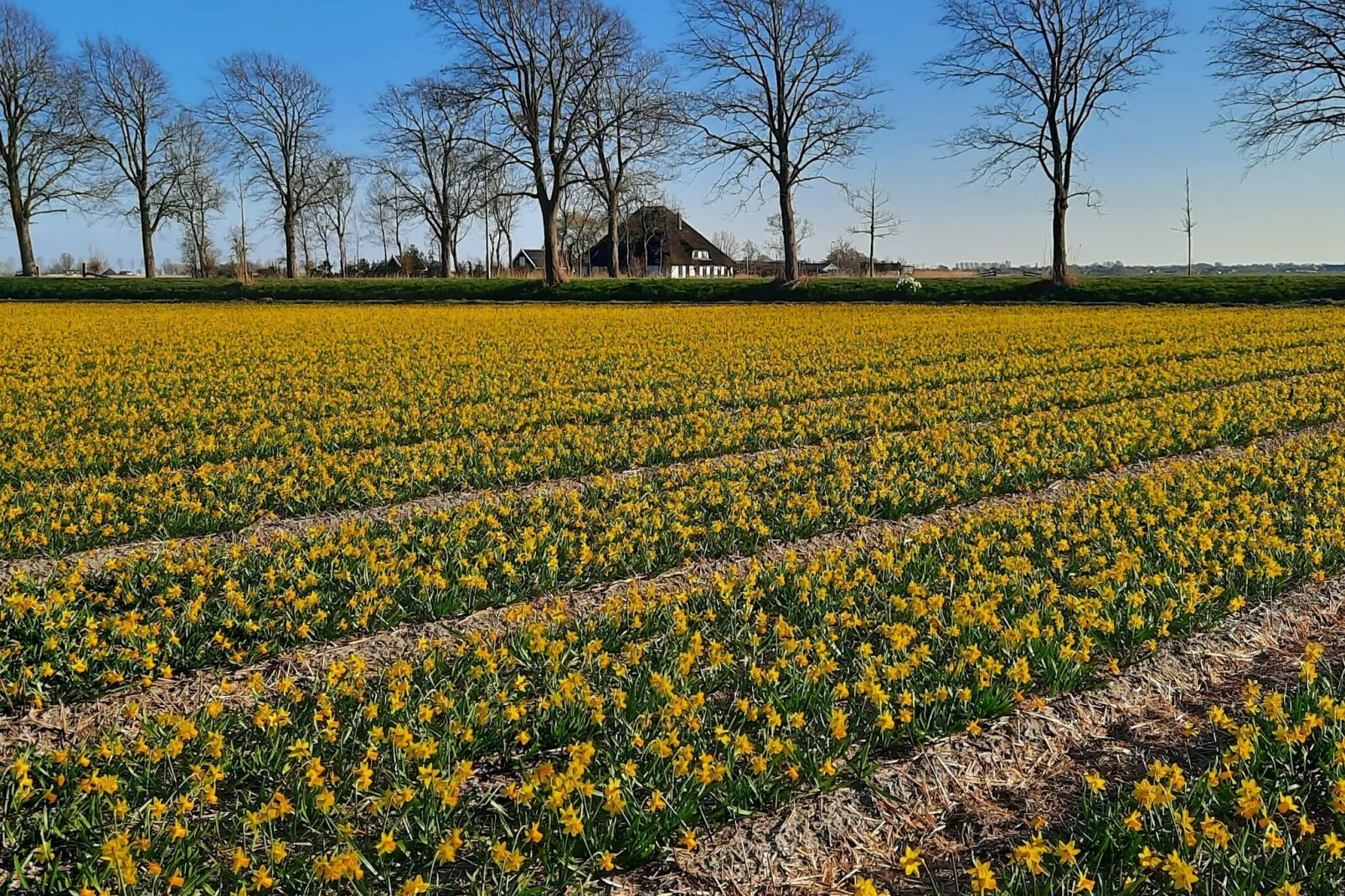 De Pauwenhof-Uitzicht zomer