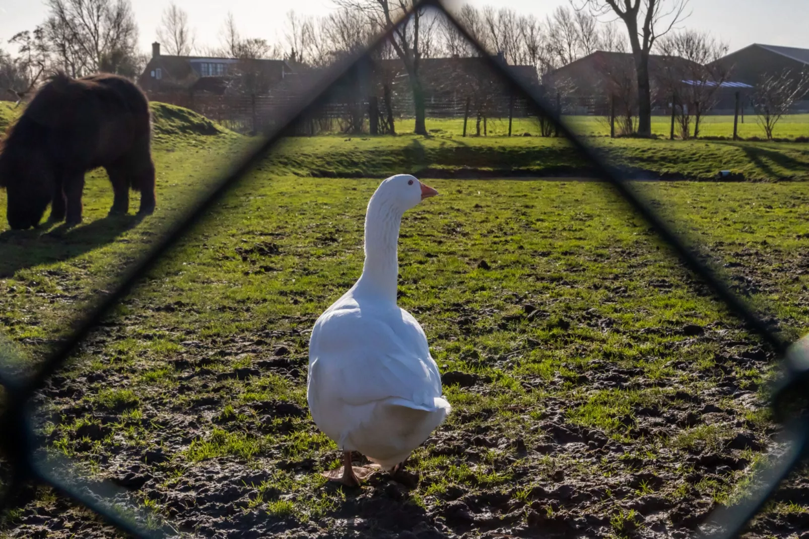 Vakantiehuis - Koudekerkseweg 25a  Biggekerke 'In de Zeeuwse Schuur'-Tuinen zomer