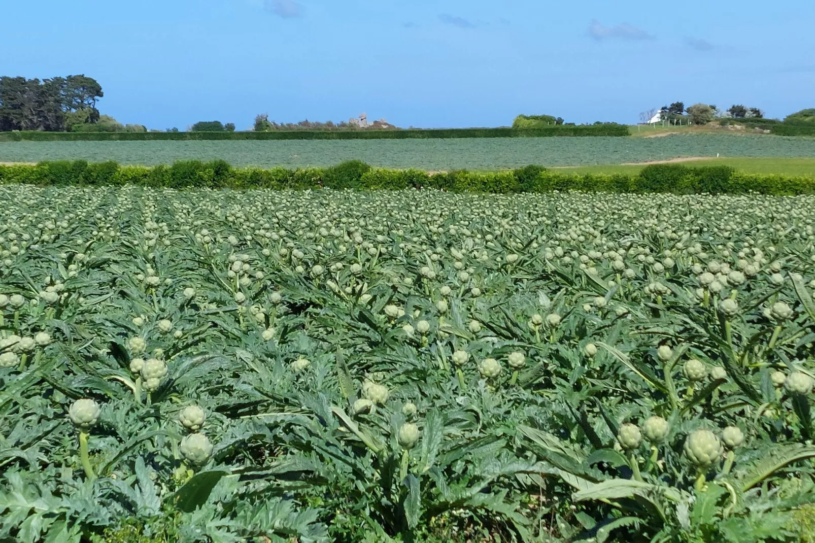 Steinhaus in Strandnähe Cléder-Gebieden zomer 1km