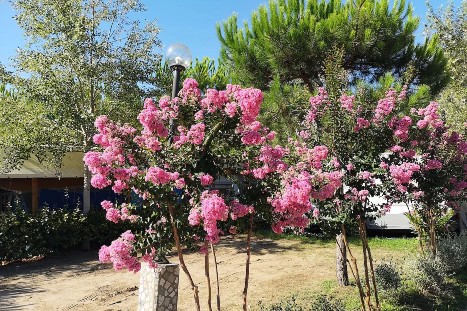 Camping Paradiso Viareggio 1-Gebieden zomer 1km