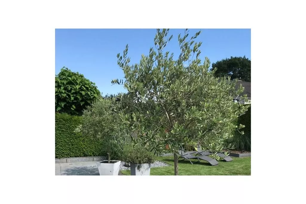 226039-Terras