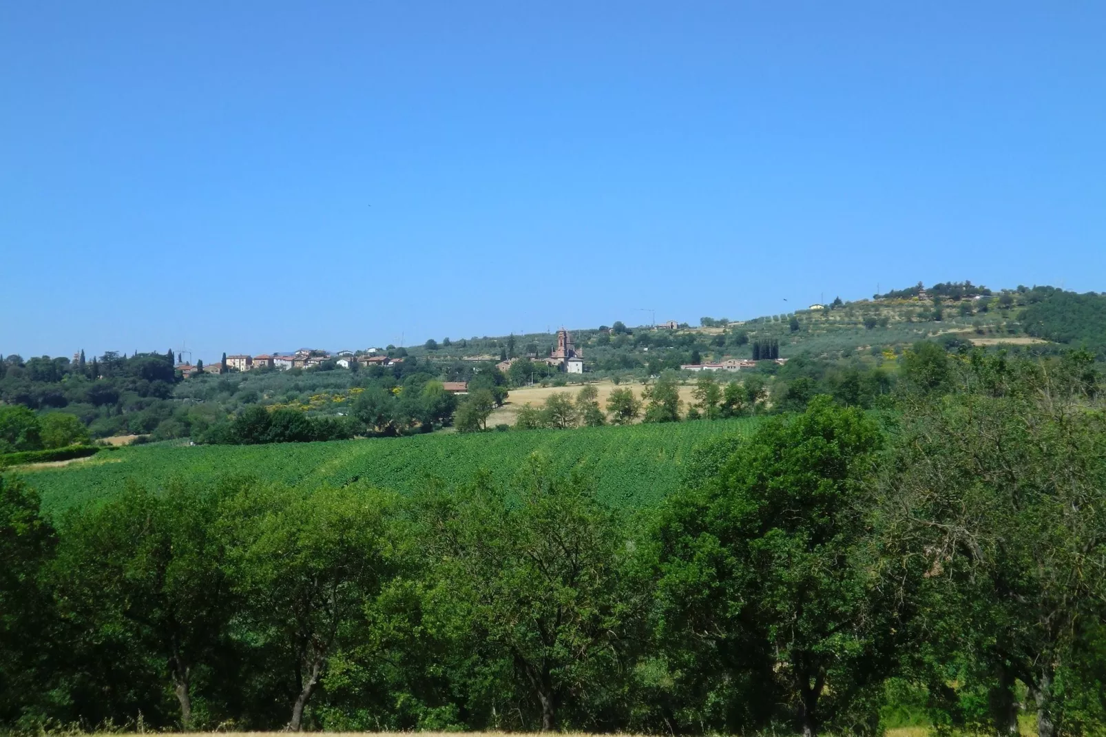 Lavanda-Gebieden zomer 1km