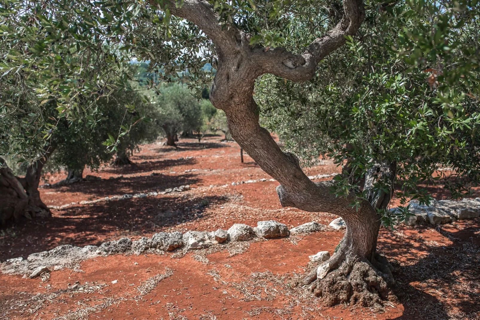 Luxury Trullo Termetrio in Cisternino-Tuinen zomer