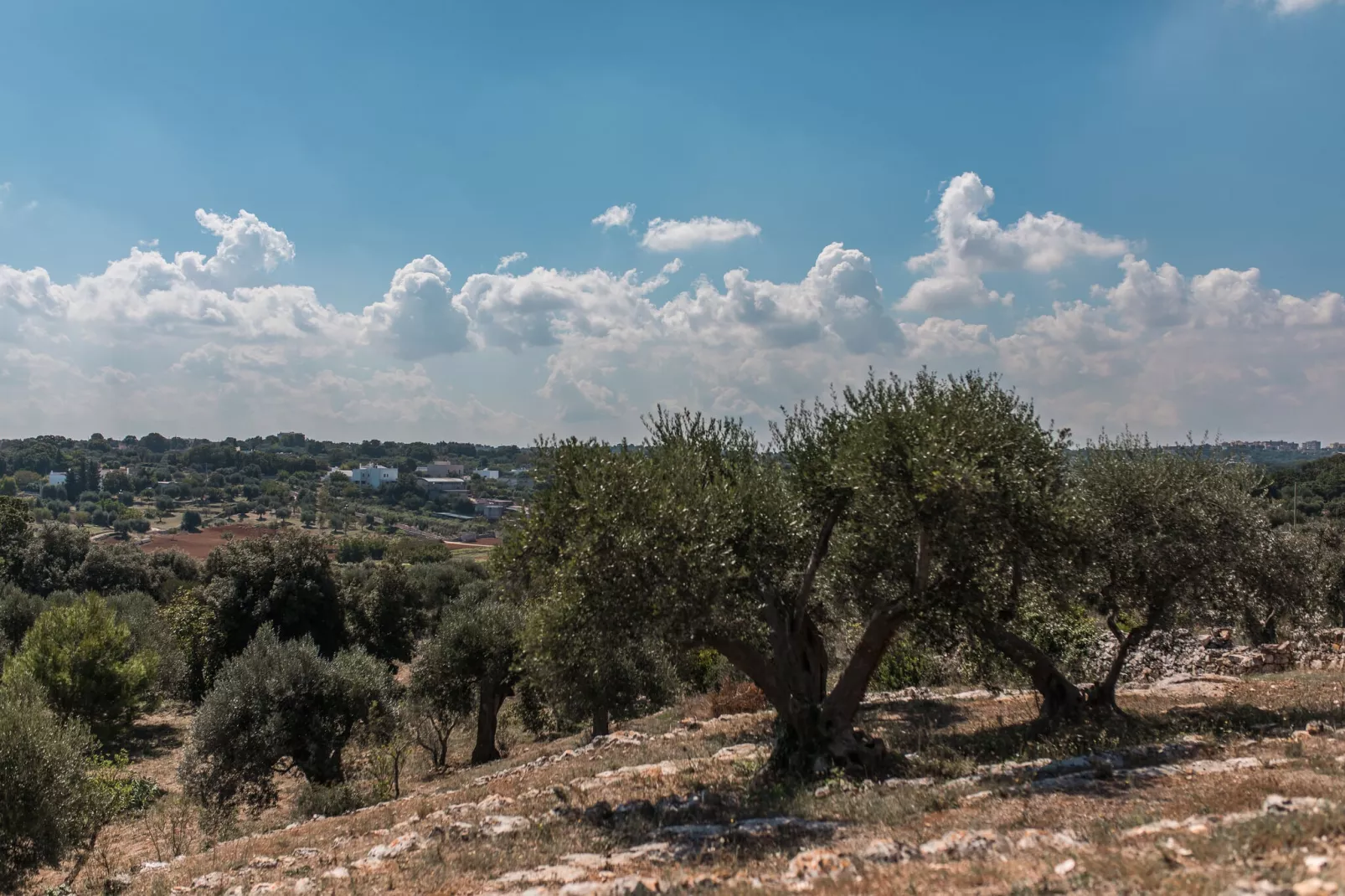 Luxury Trullo Termetrio in Cisternino-Uitzicht zomer