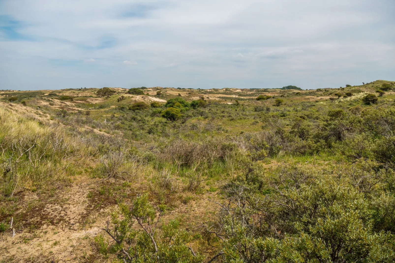 Noordwijkse Duinen 2-Gebieden zomer 5km