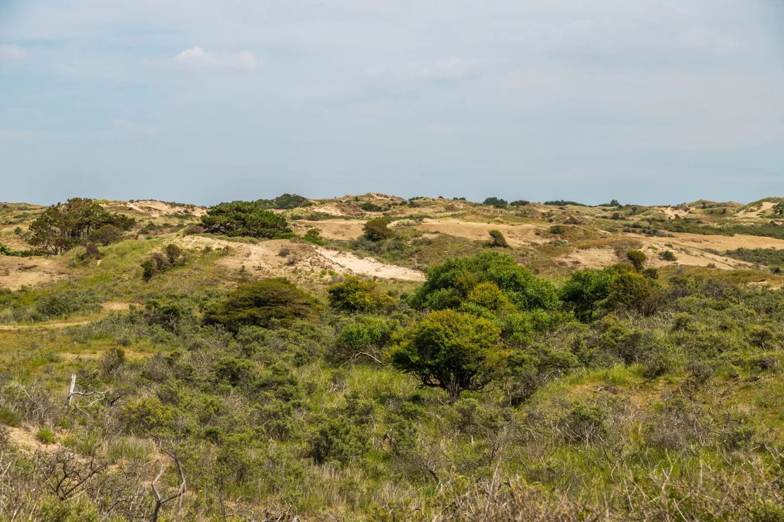 Noordwijkse Duinen 2-Gebieden zomer 5km