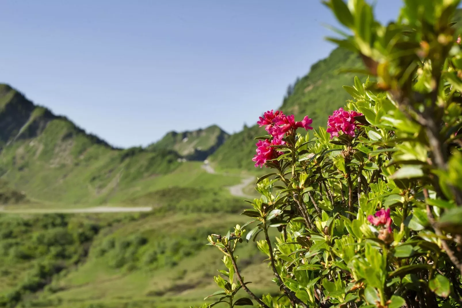 Schönblick 2-Gebieden zomer 5km