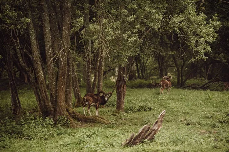 Osada pod Lipą Gronowo-Tuinen zomer