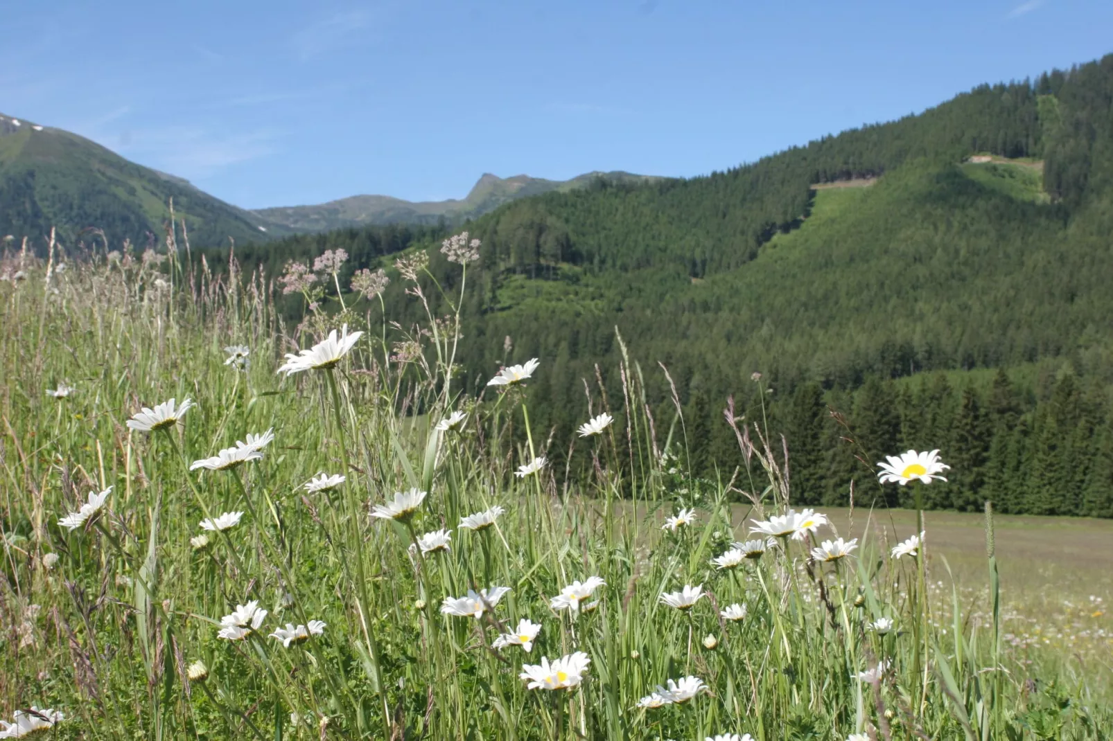 Chalet Quadrifoglio-Gebieden zomer 5km