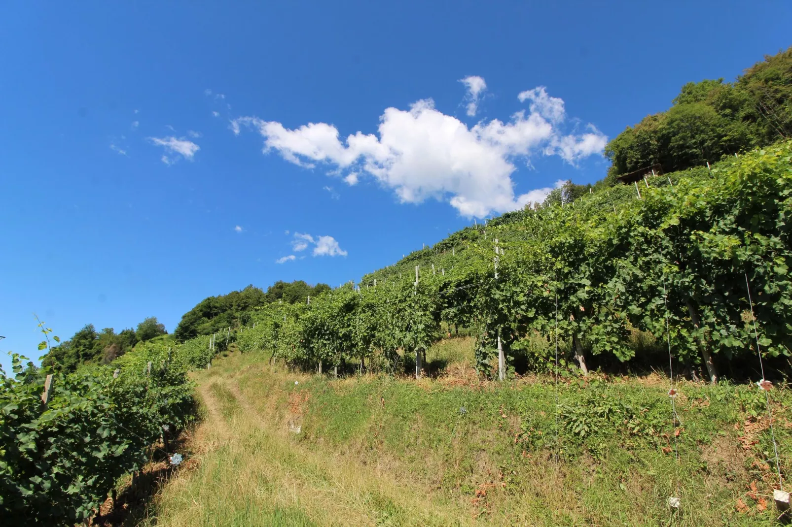 Riva dei Tor-Uitzicht zomer