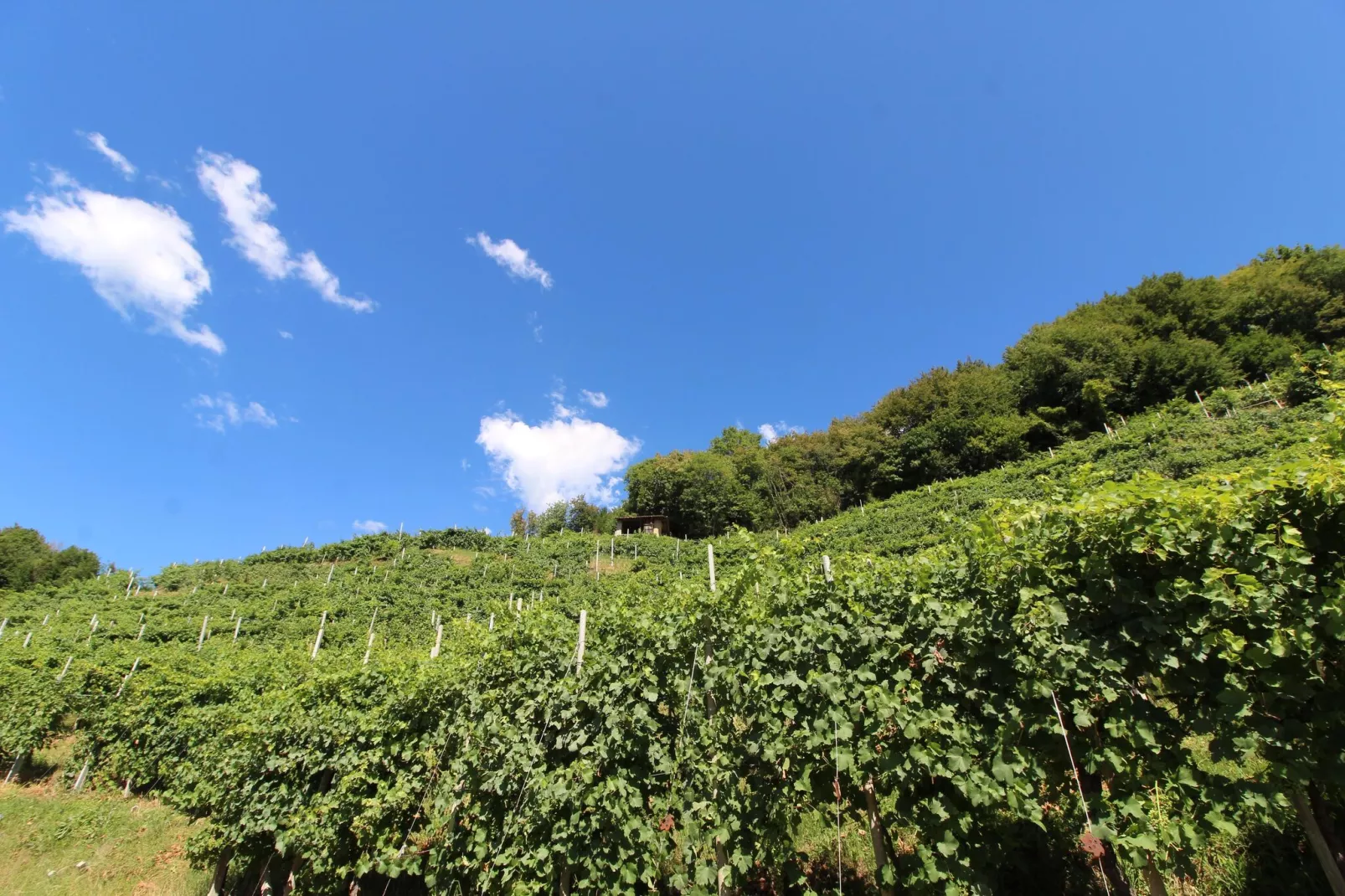 Riva dei Tor-Uitzicht zomer