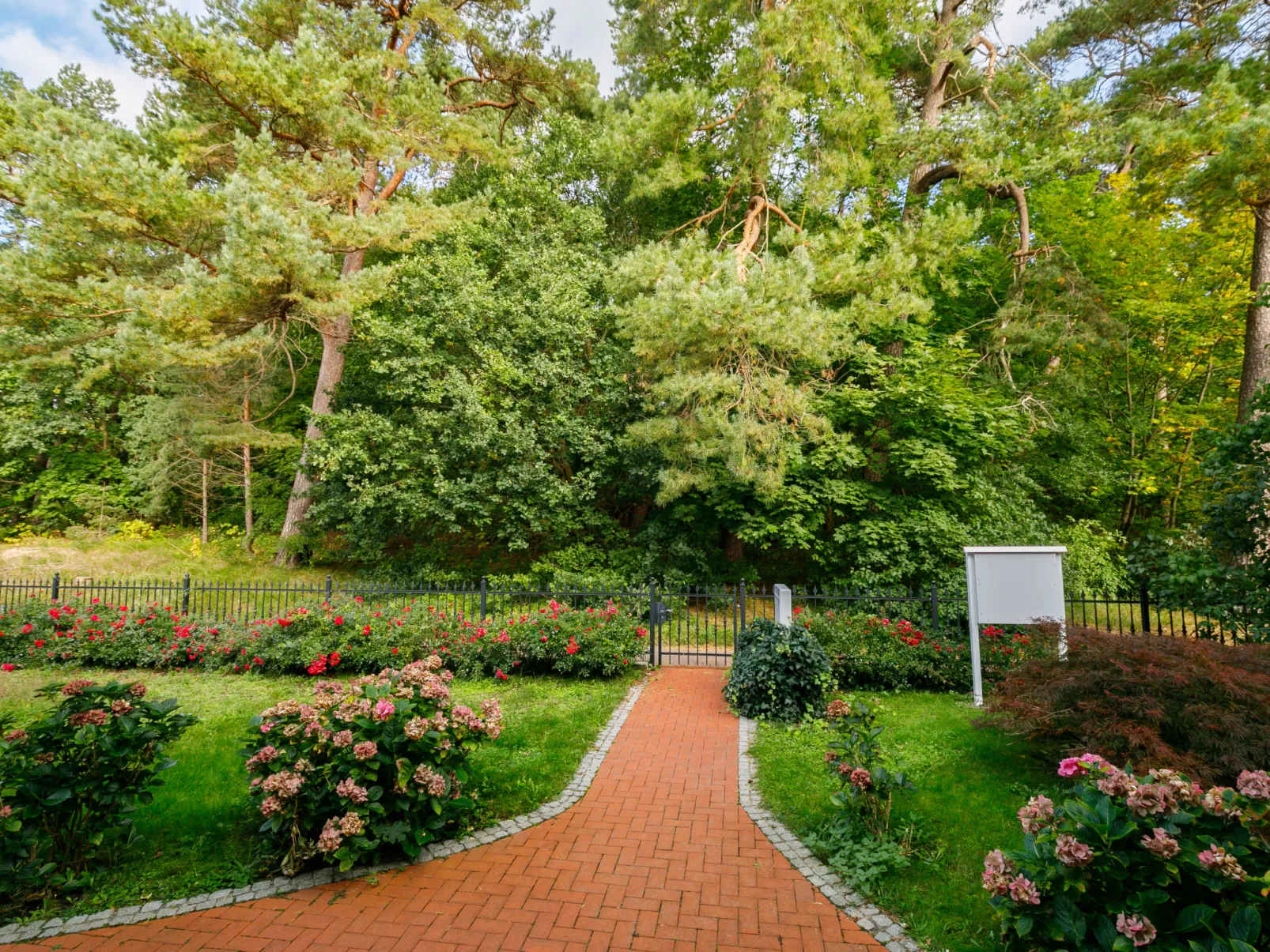 Hortensie-Buiten