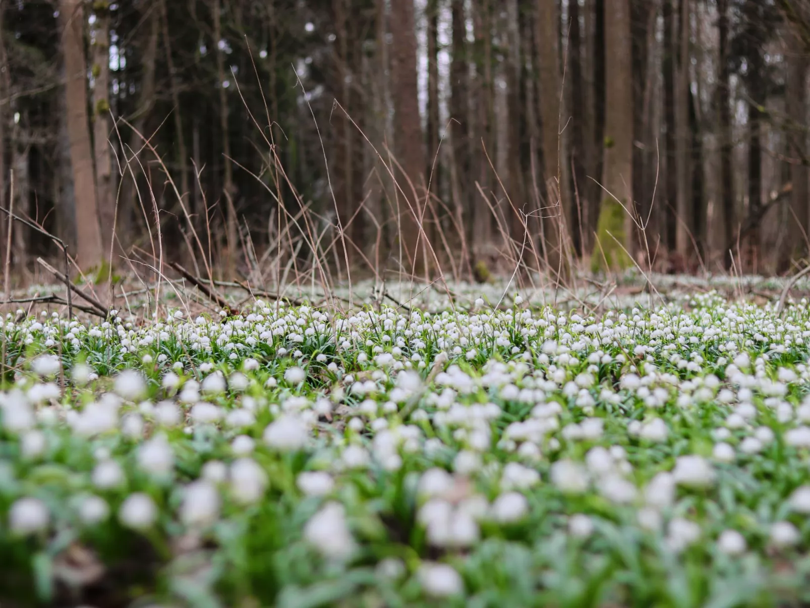 Lesní plovárna-Omgeving