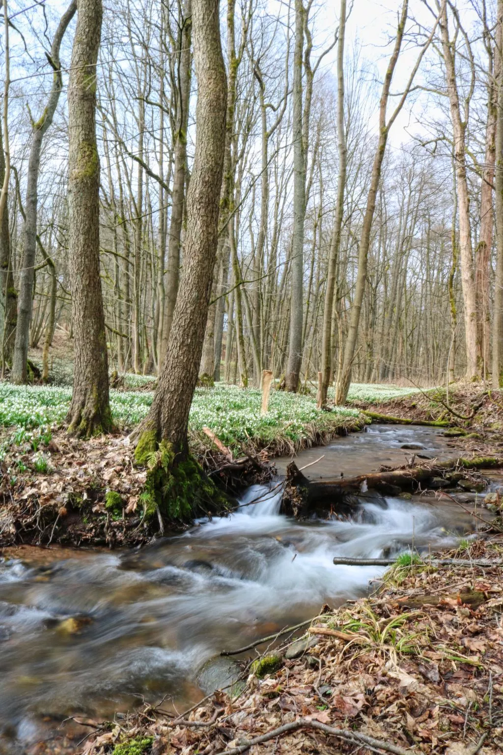 Lesní plovárna-Omgeving