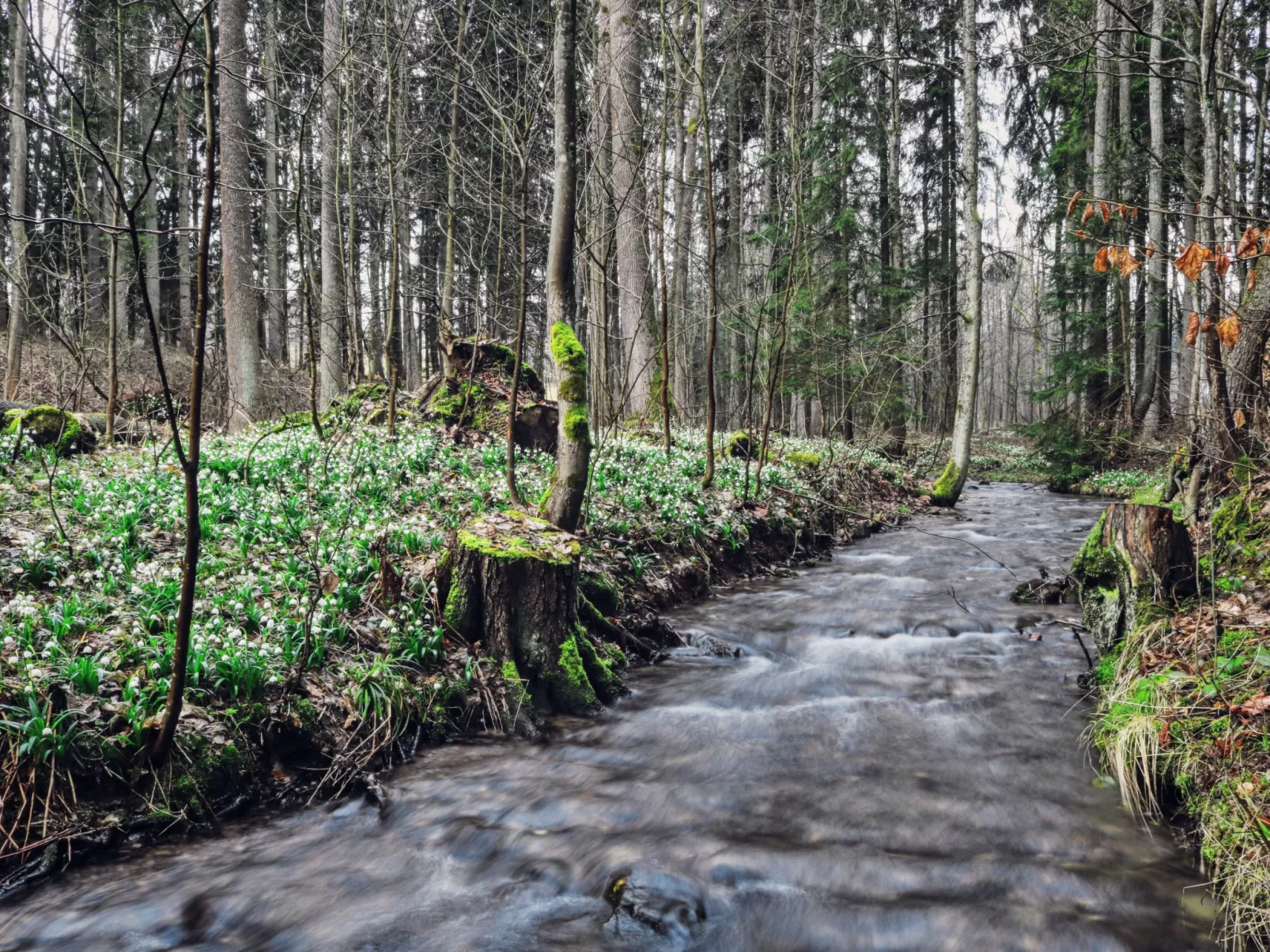 Lesní plovárna-Omgeving