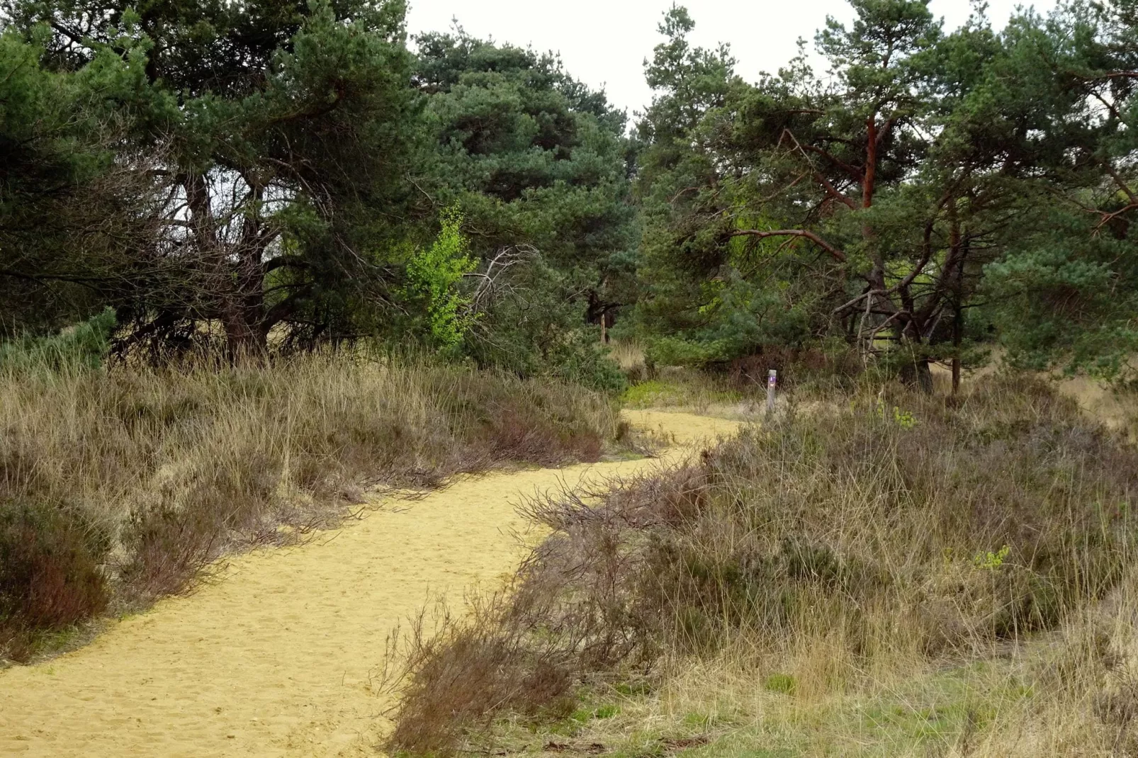 Spegelarij-Gebieden zomer 1km