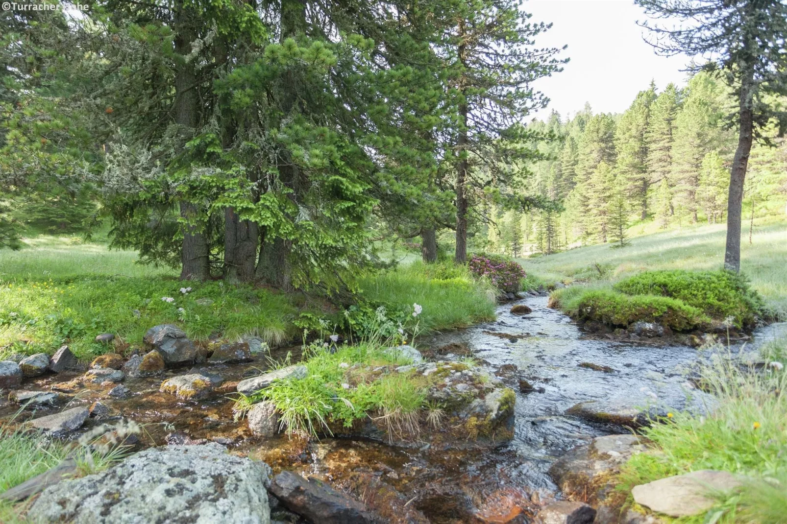 Alpenpark Turrach 14-Gebieden zomer 1km
