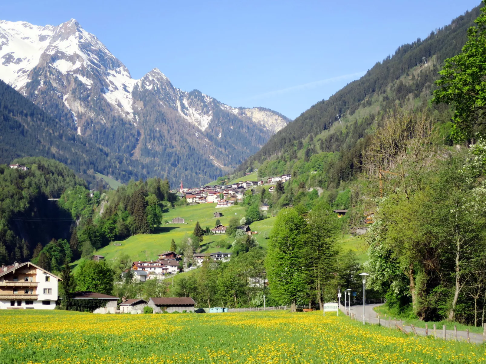 Edelweiß-Omgeving