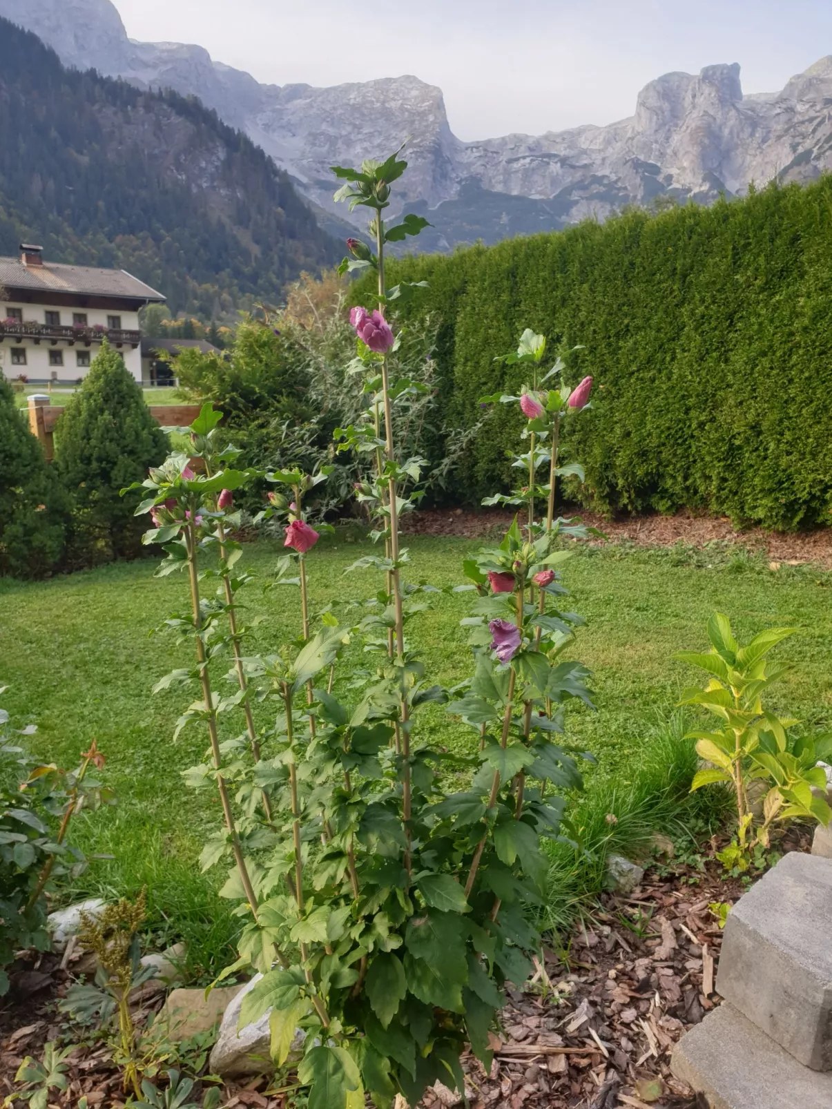 Edelweiss-Buiten