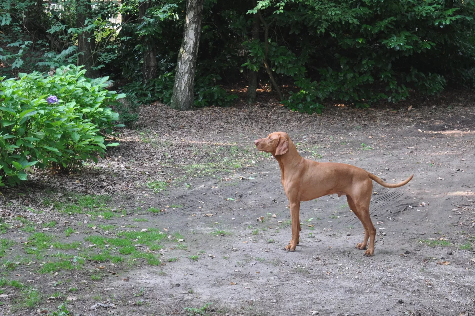 Dorpswoning In het Bos-Sfeer