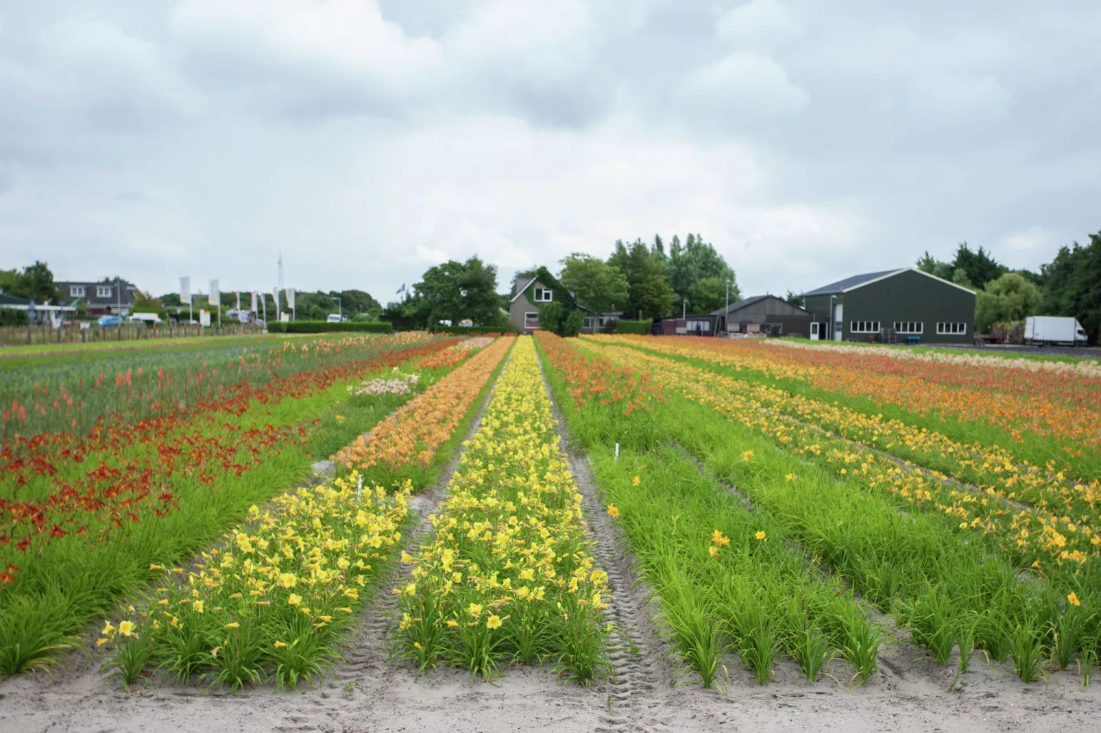 Zeearend Boulevard-Gebieden zomer 20km