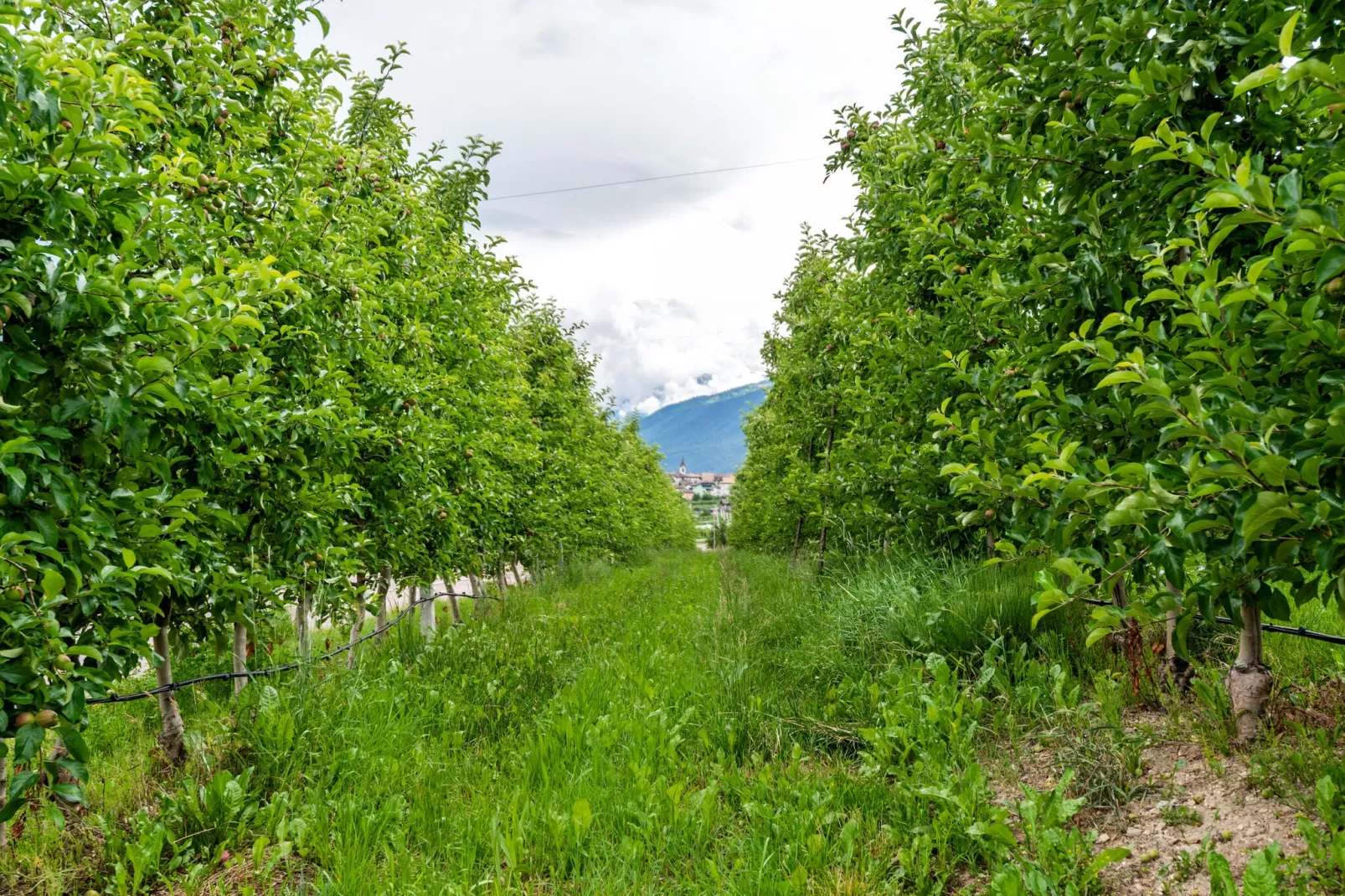 Golden Delicious-Uitzicht zomer