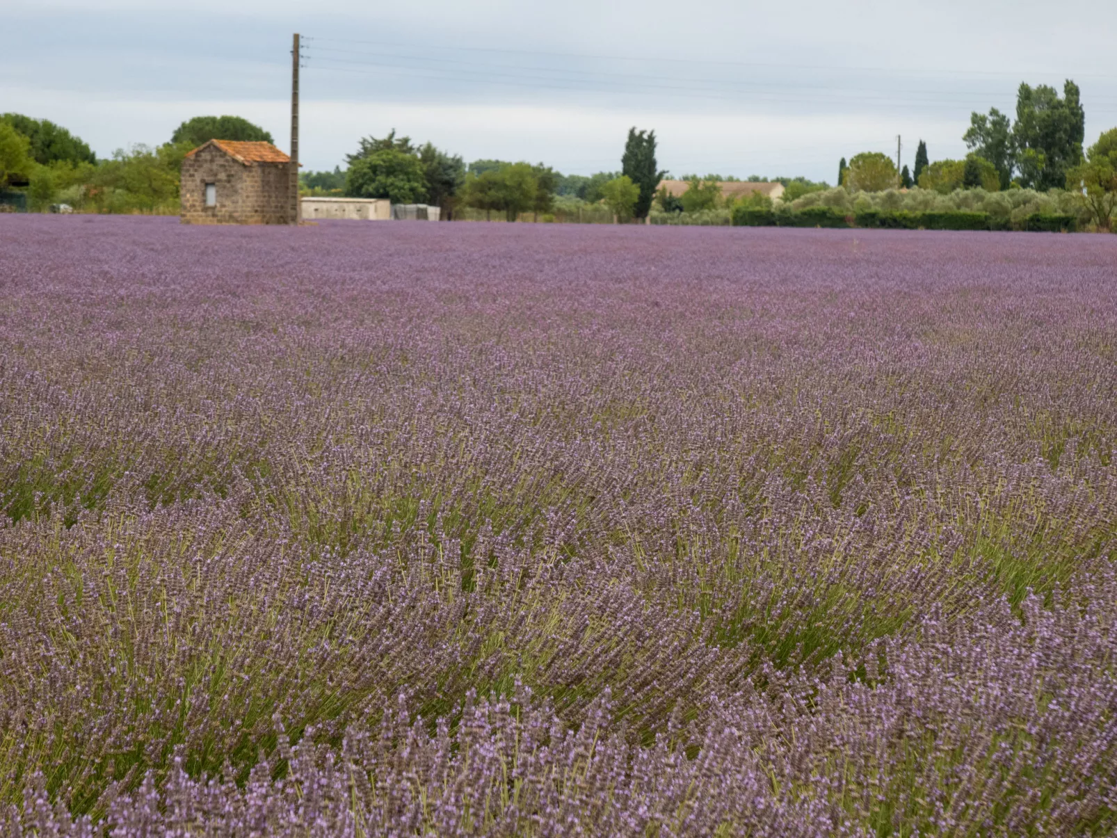 Résidence les Roses-Omgeving