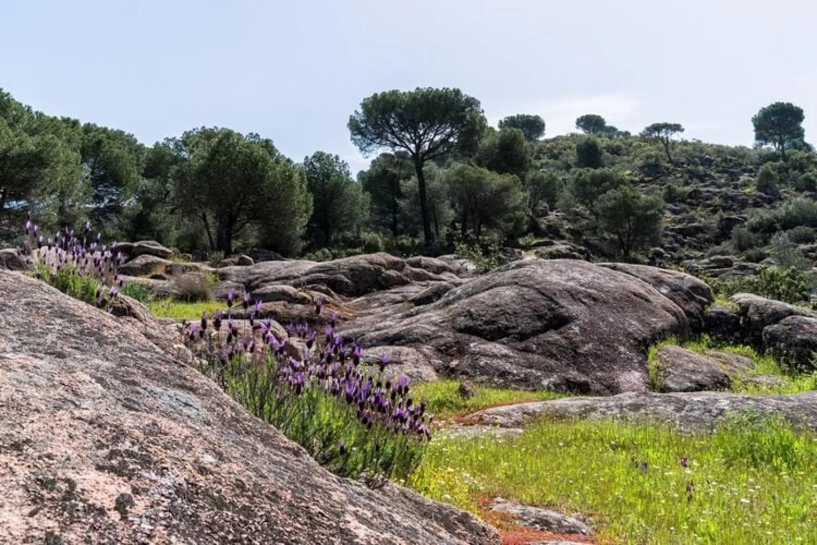 FH in las Jaras - CT 119 CO 8PAX-Gebieden zomer 1km