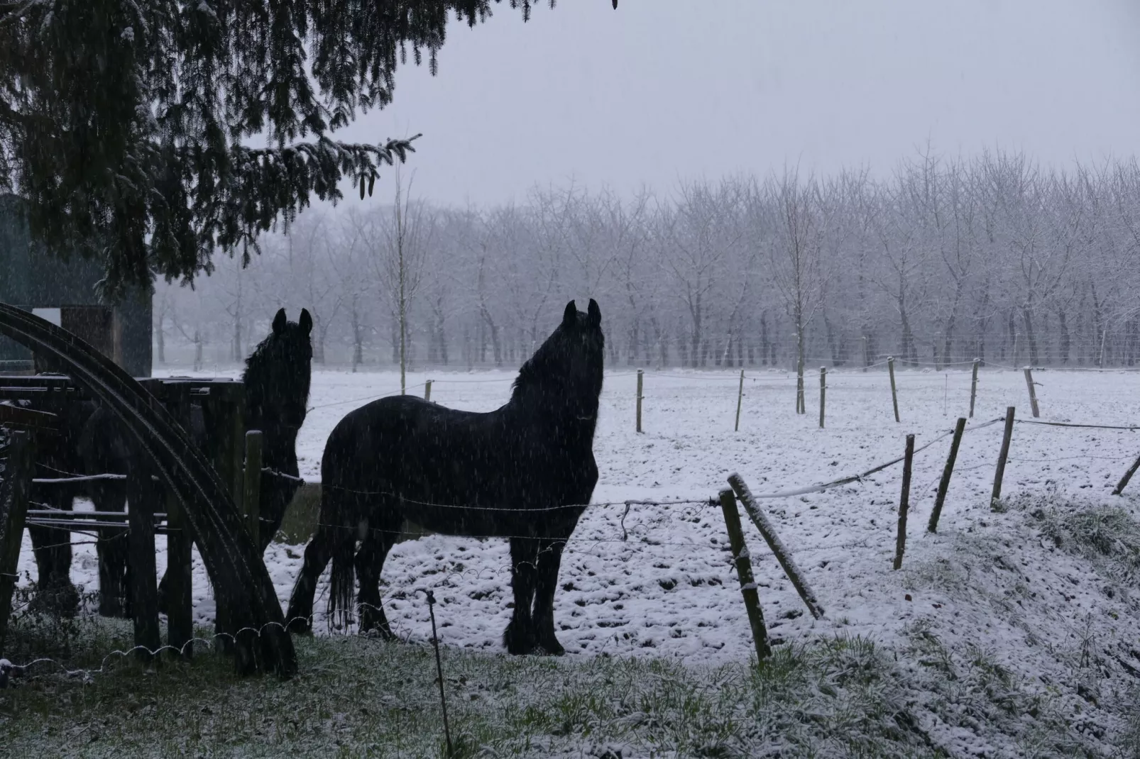 Meschermolen 12-Gebied winter 1km