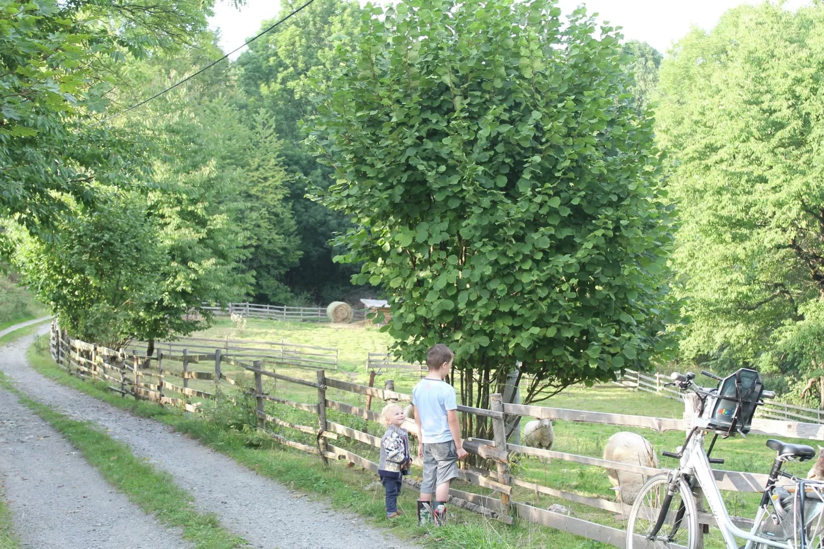 Pereboom-Gebieden zomer 1km