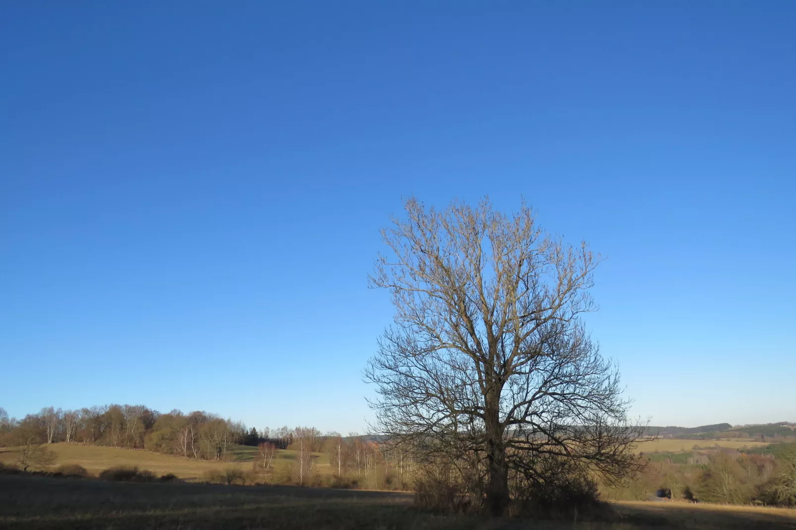 Pereboom-Uitzicht winter