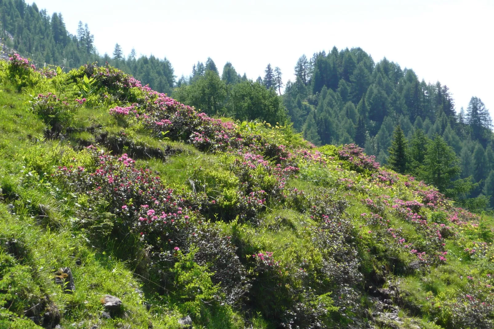 Apartment Tröpolach OG-Gebieden zomer 20km