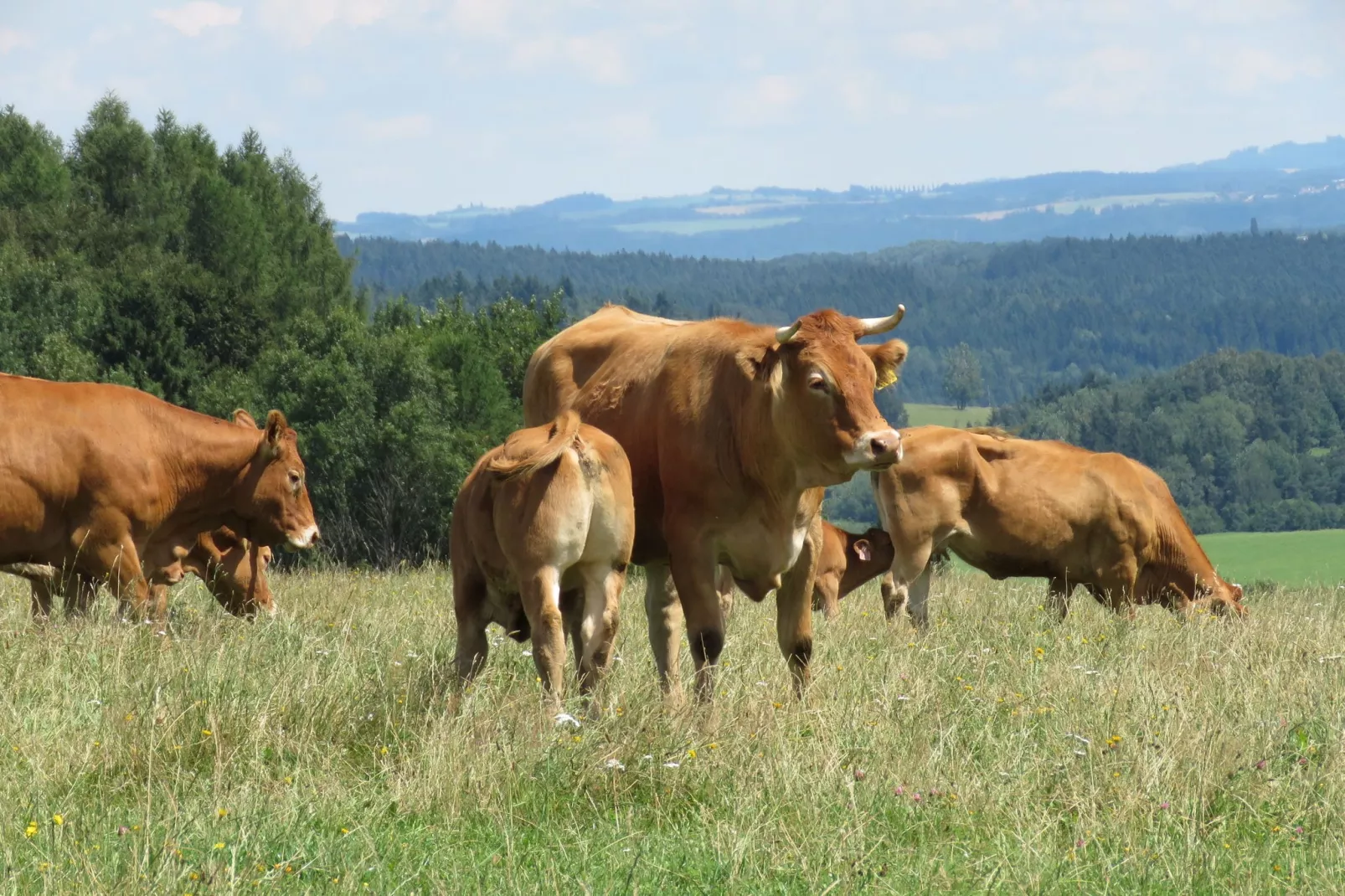 Borovice-Gebieden zomer 5km