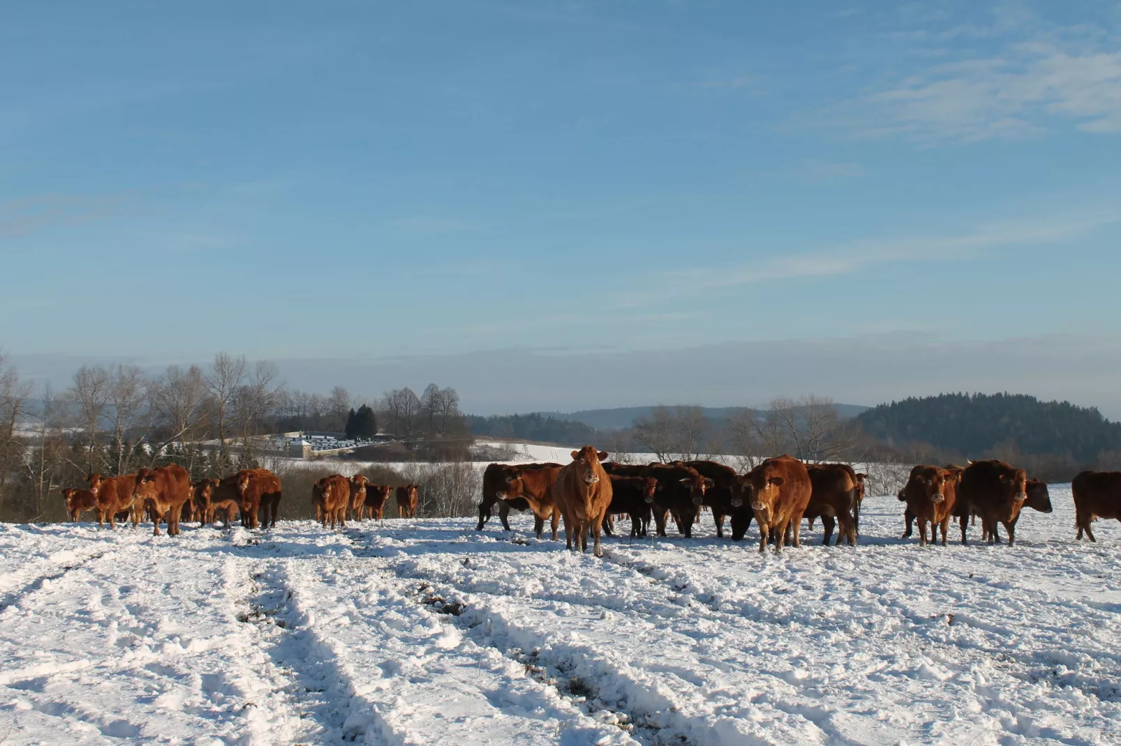 Borovice-Gebied winter 5km