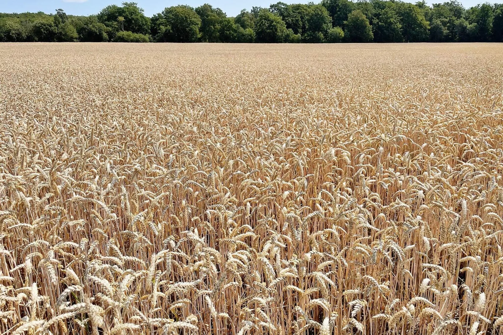 4 sterren vakantie huis in SÖLVESBORG-By Traum-Buitenlucht