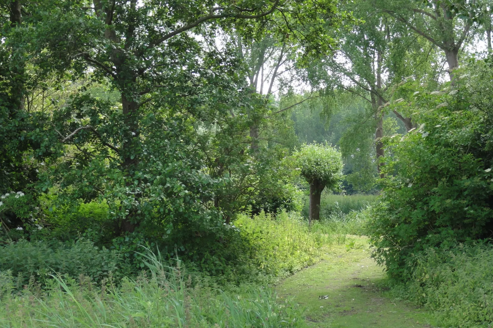 Houck-Gebieden zomer 1km