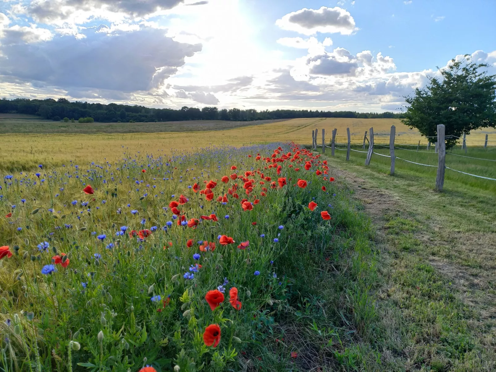 Zum Koppelblick-Buiten