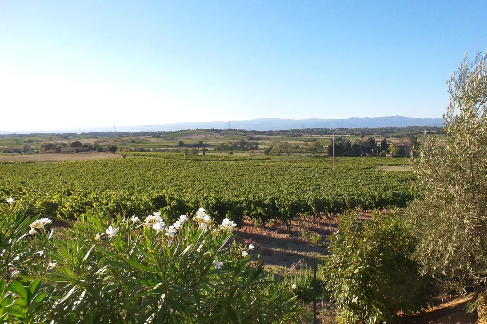 Villa Chardonnay-Uitzicht zomer