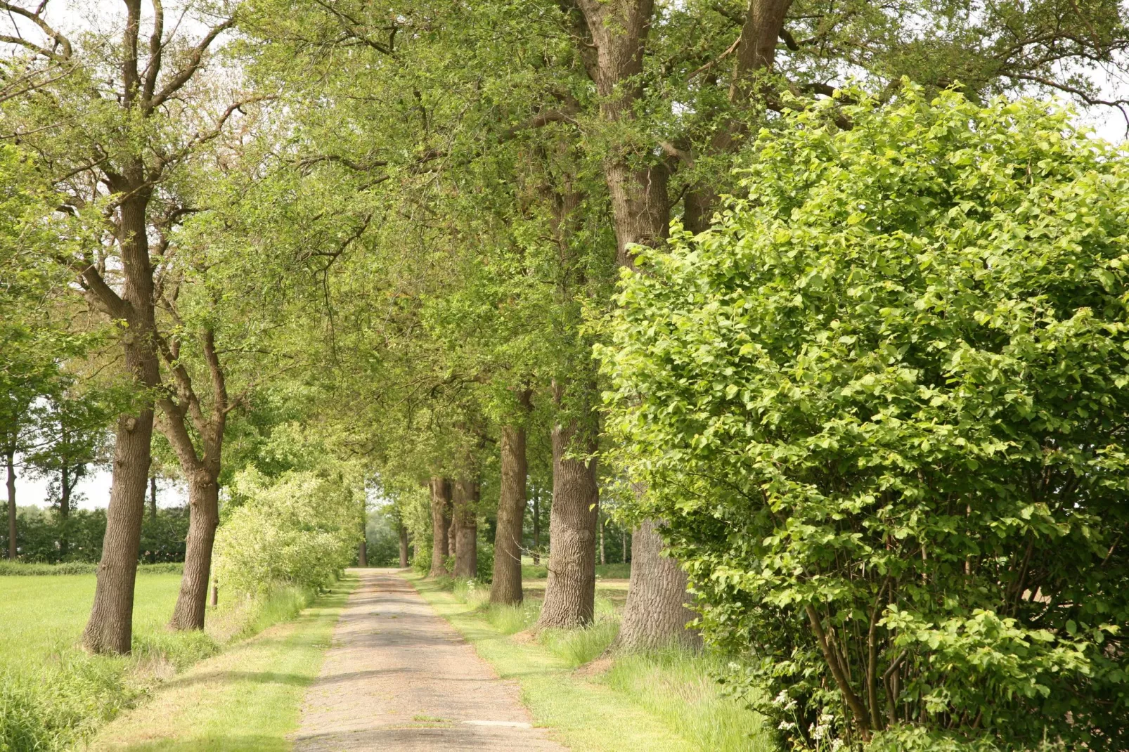 Erve Koeleman-Gebieden zomer 1km