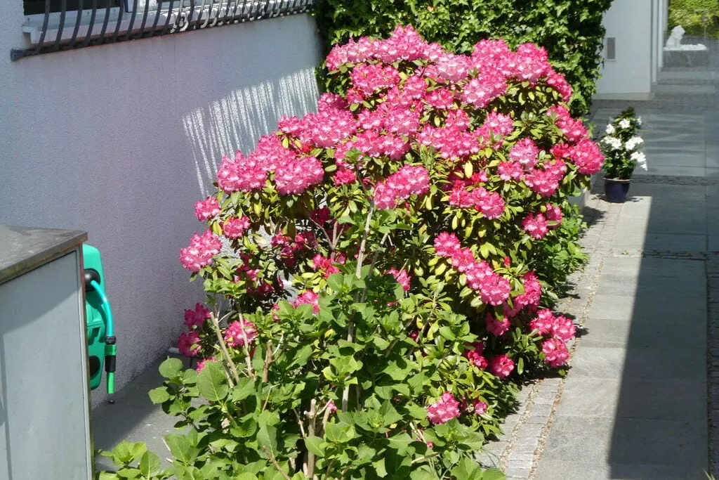 22945-Tuinen zomer
