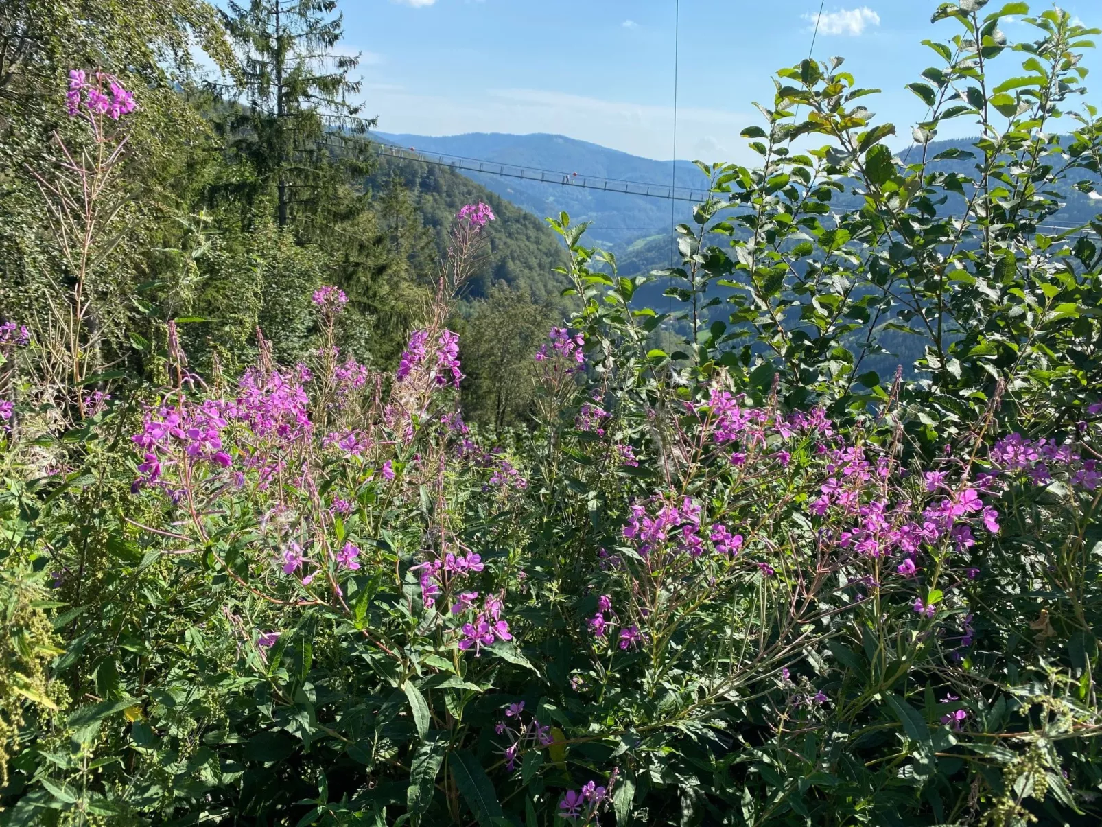 Sonnenblick III-Omgeving